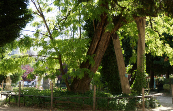 Visit Rebuild Notre Dame - oldest tree of Paris Ulrich