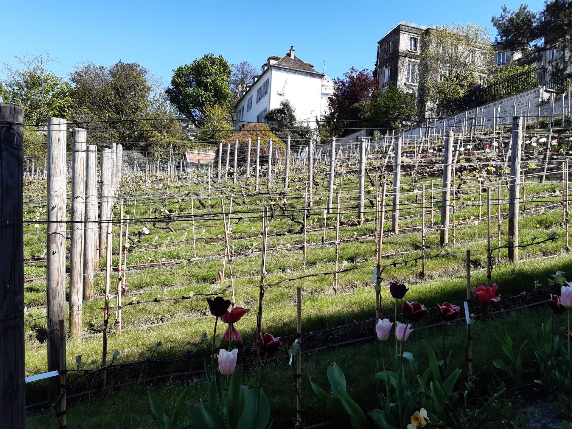 Visit Montmartre Vineyards and Guinguettes - grapevines Eloise